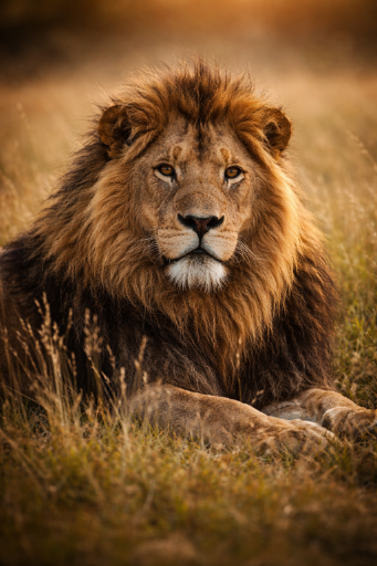 Animal_5