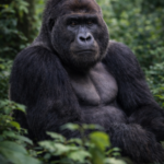 Animal_6