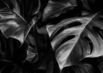 Plexiglass Black _ White 7 - Image 2